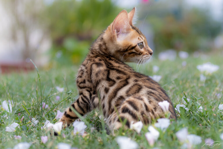 Théa jeune Chaton bengale dans le jardin au milieu des fleurs blanches avec un joli flou d'arrière plan