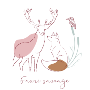 Photographe portraits animaux sauvages renards cerfs