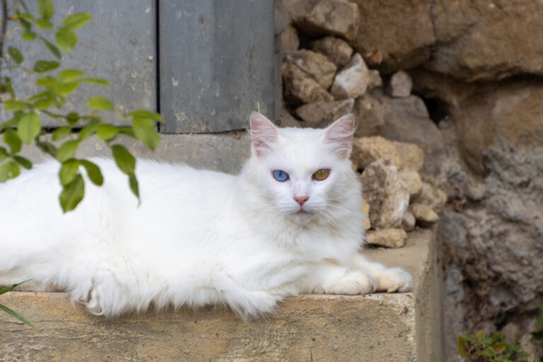 chat blanc à poils longs aux yeux vairons allongé sur une pierre devant une fenêtre dans le Gers