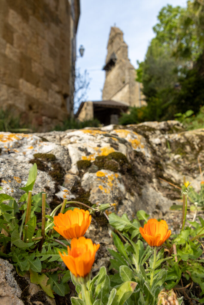 Village de St Arailles soucis en fleurs
