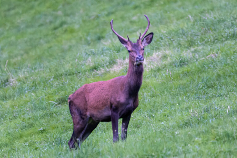 Cerf dans une praire pendant la période du Brame dans les pyrénées