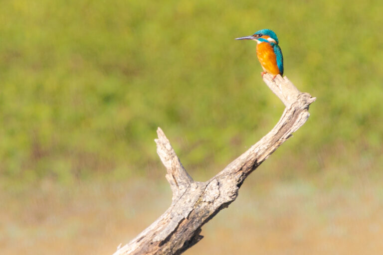 Martin-pêcheur coloré posé sur une branche près d’un point d’eau dans le Gers