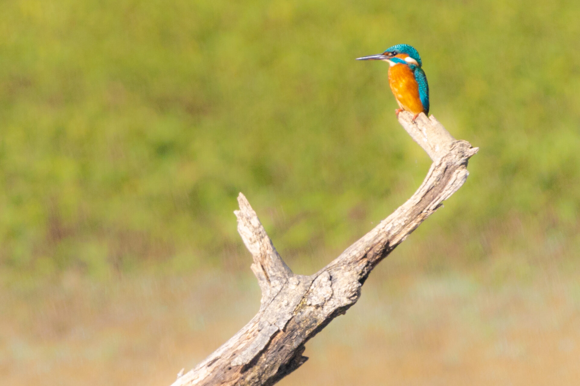 Martin-pêcheur coloré posé sur une branche près d’un point d’eau dans le Gers