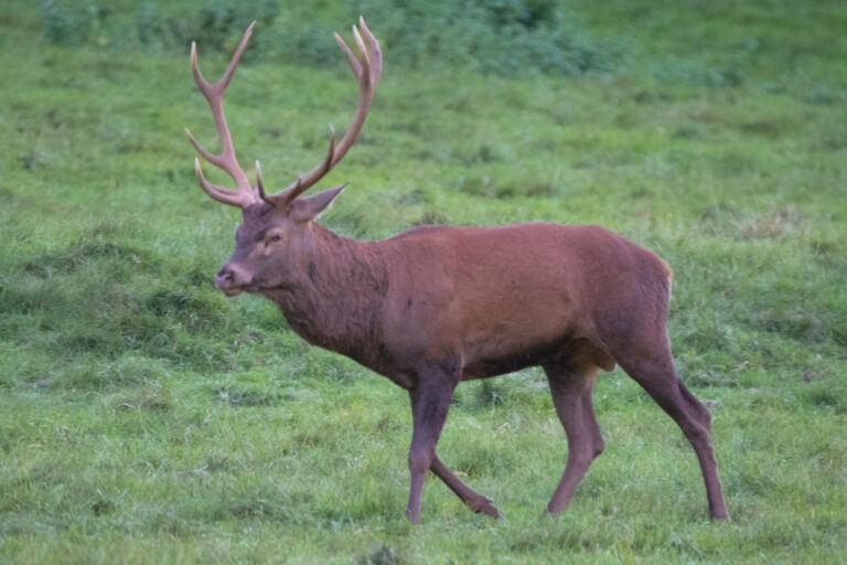Brame du cerf dans une prairie des pyrénées