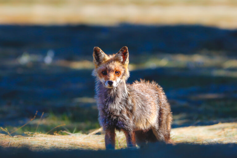 renard à l'affut