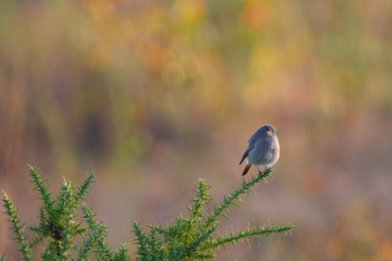oiseau branche photo nature animal sauvage france