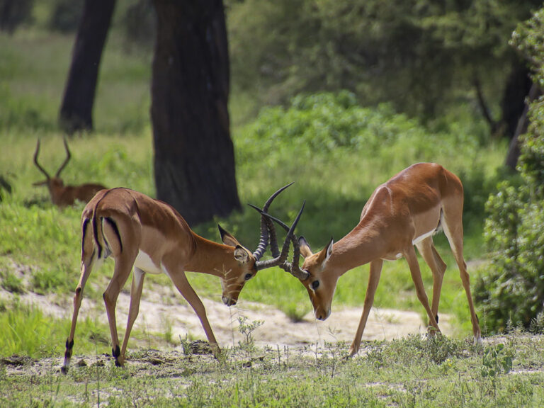 photo Safari antilope