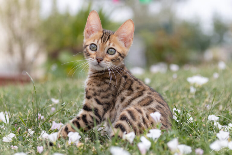 Théa jeune Chaton bengale dans le jardin au milieu des fleurs blanches avec un joli flou d'arrière plan