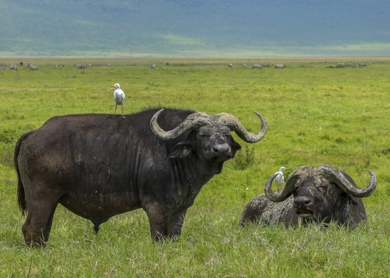 photo Safari bufles