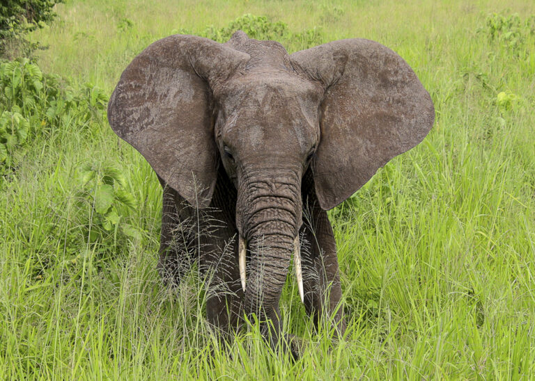 photo Safari éléphant