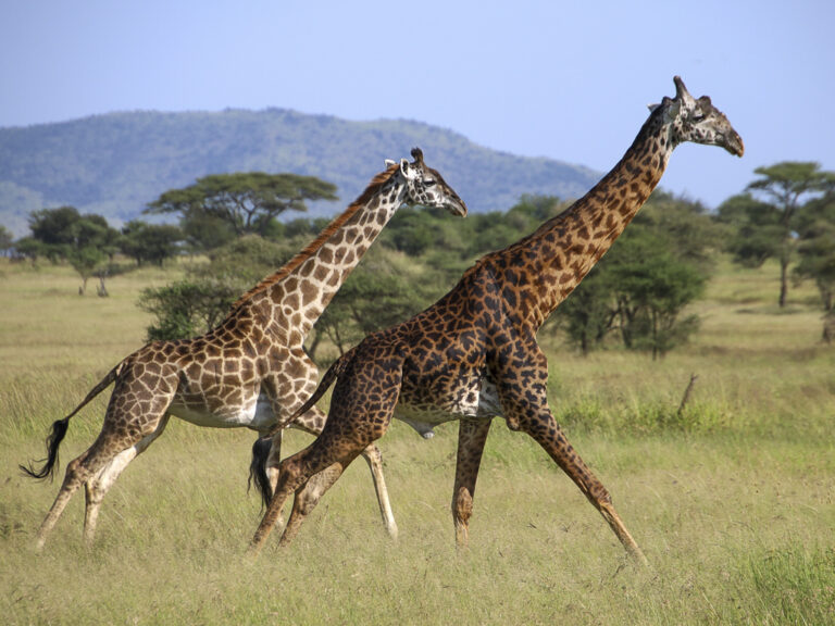 photo Safari girafes