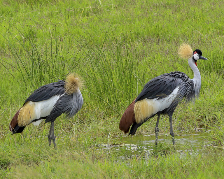 photo Safari grues couronnées