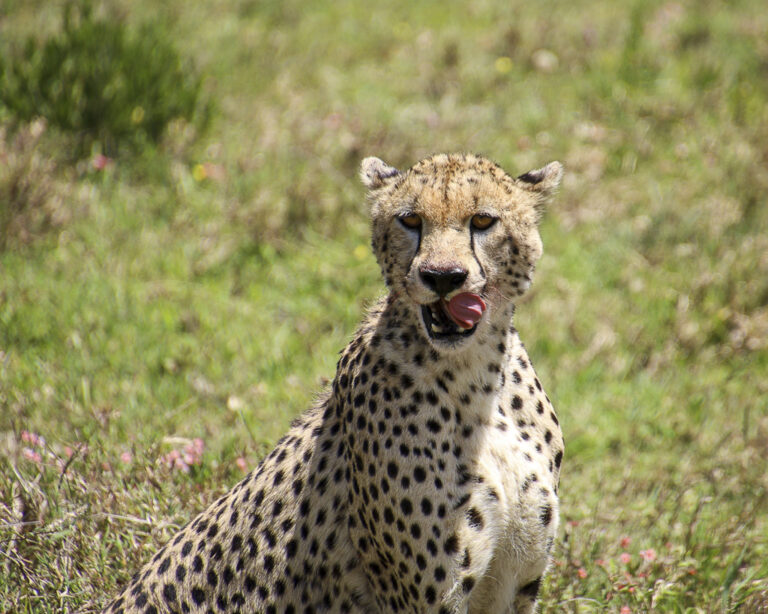 photo Safari guépard