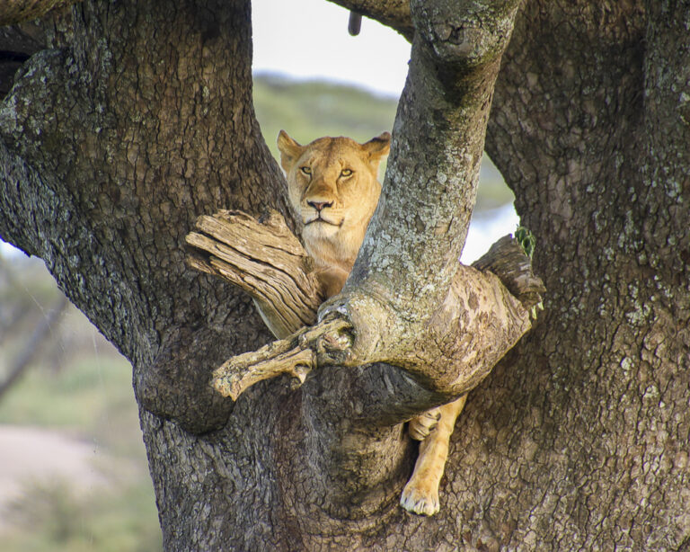 photo Safari lionne