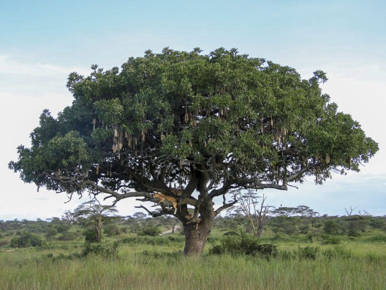 photo Safari lionne dans l'arbre