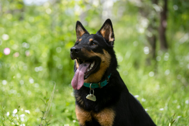 chien assis qui tire la langue avec un joli flou d'arrière plan dans une forêt en Occitanie à la limite du Gers et de la Haute Garonne