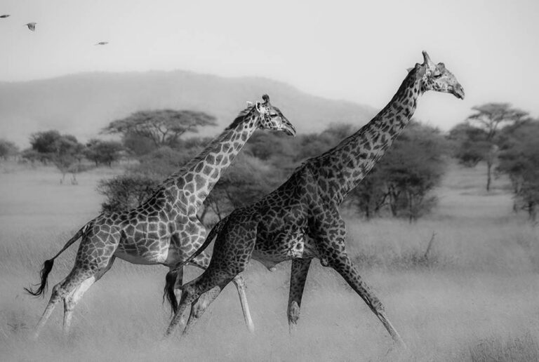 safari Tanzanie 2021