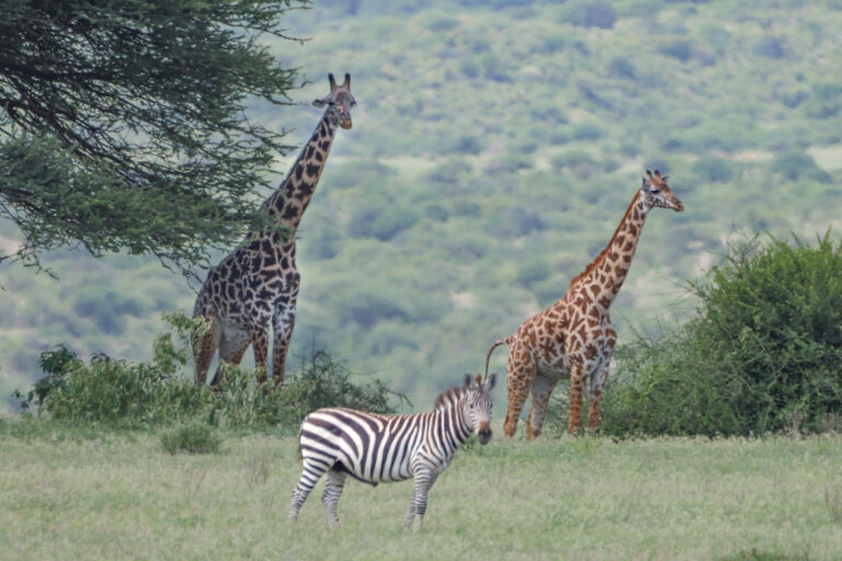 safari Tanzanie 2021