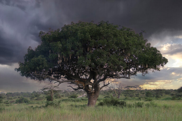 safari Tanzanie 2021