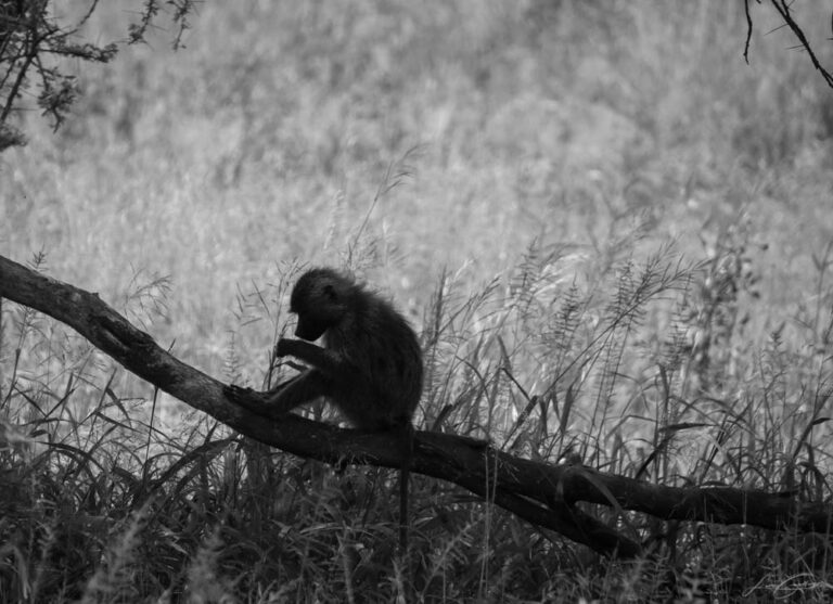 safari Tanzanie 2021