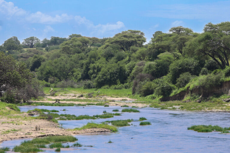 safari Tanzanie 2021