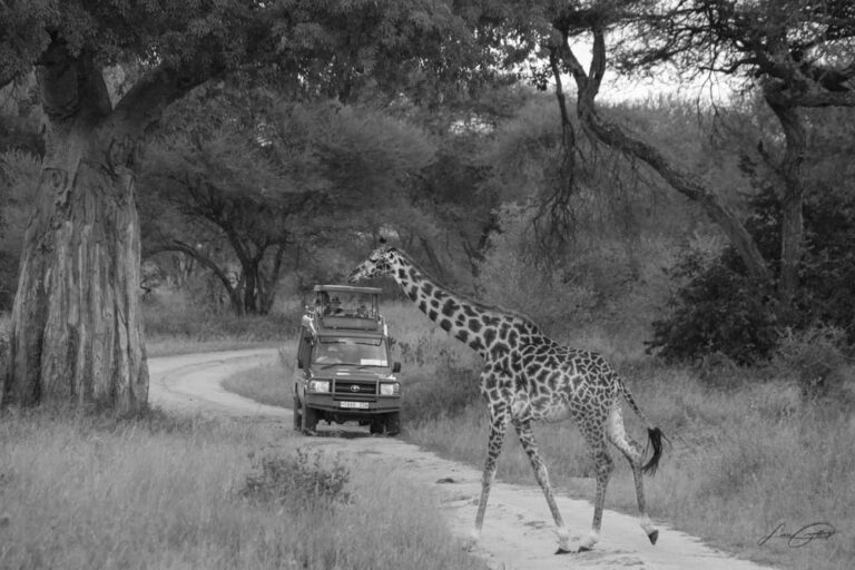 safari Tanzanie 2021