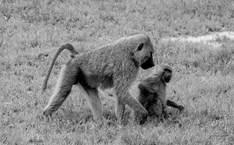 safari Tanzanie 2021