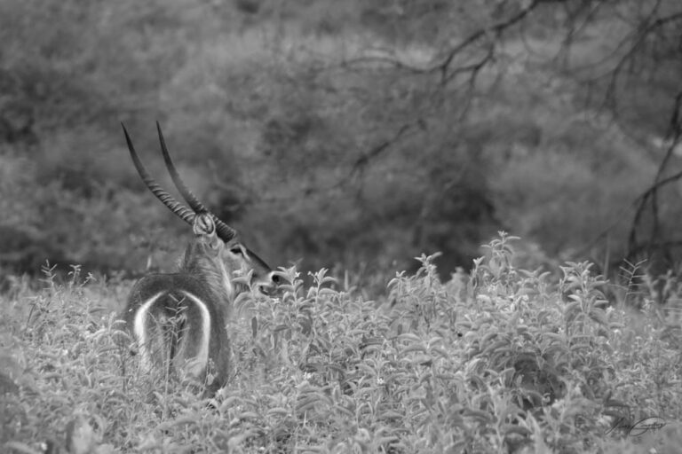 safari Tanzanie 2021