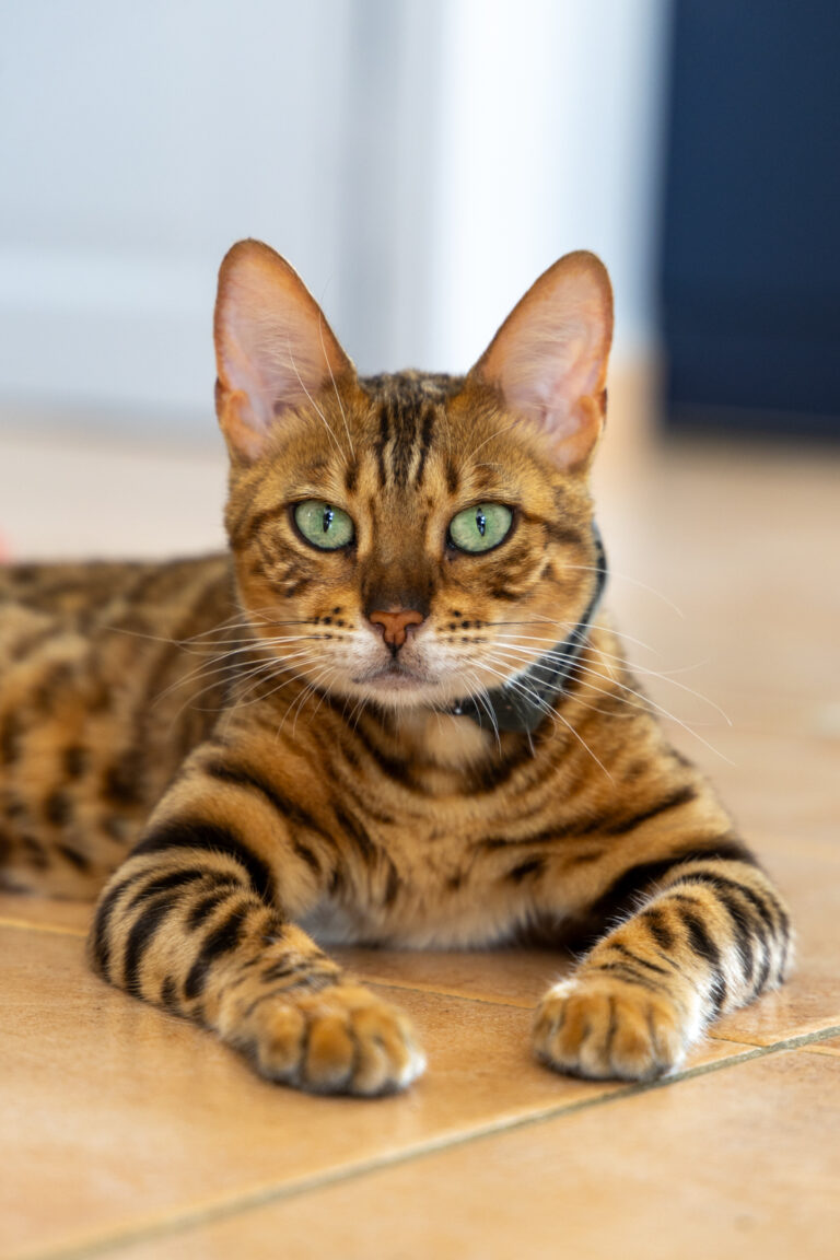 Théa chat Bengale avec flou d'arrière plan