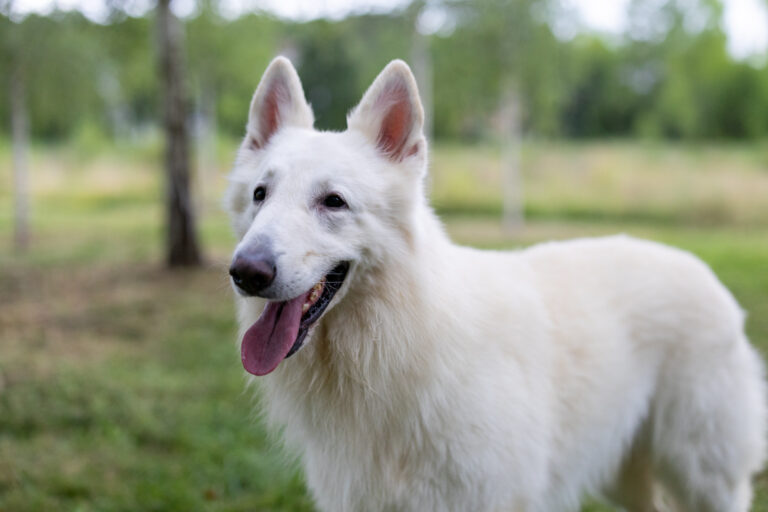 Ghost, berger blanc suisse avec un flou d'arrière plan, pris en extérieur dans un parc