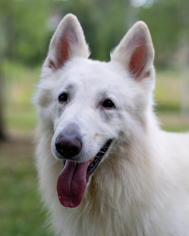 Ghost, berger blanc suisse avec un flou d'arrière plan, pris en extérieur dans un parc