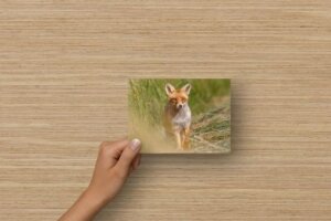 Carte postale d’un renard roux