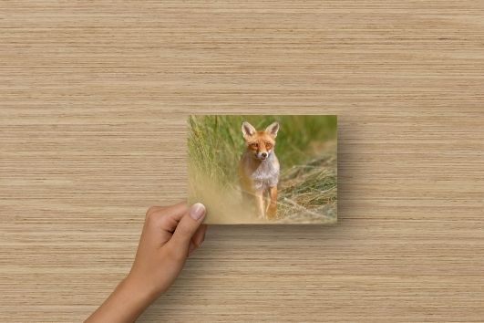 Carte postale d’un renard roux
