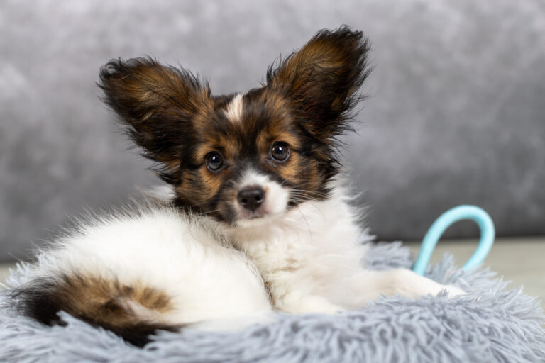 Veermer, chiot epagneul papillon nain pris en studio photo