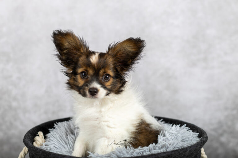Veermer, chiot epagneul papillon nain pris en studio photo