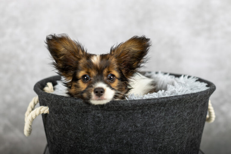 Veermer, chiot epagneul papillon nain pris en studio photo