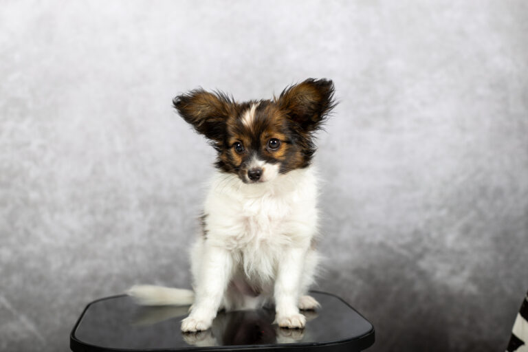 Veermer, chiot epagneul papillon nain pris en studio photo