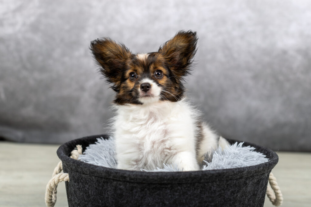 Veermer, chiot epagneul papillon nain pris en studio photo