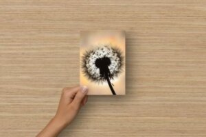 Carte postale - Pissenlit en contre-jour