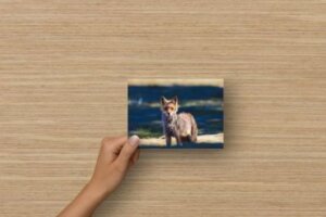 Carte postale d’un renard brun