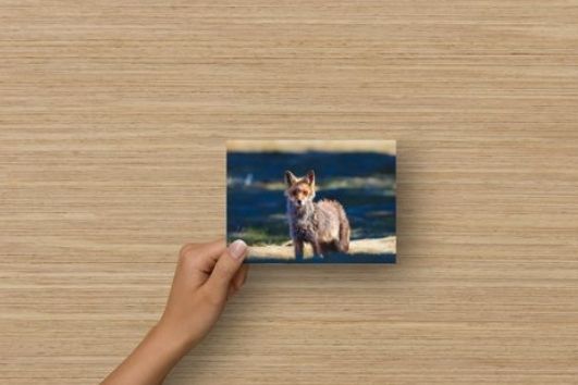 Carte postale d’un renard brun