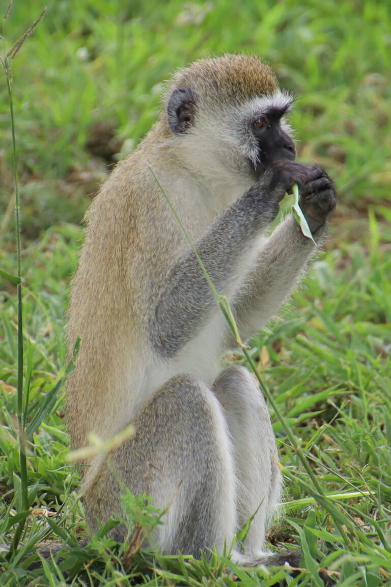 Singe Tanzanie