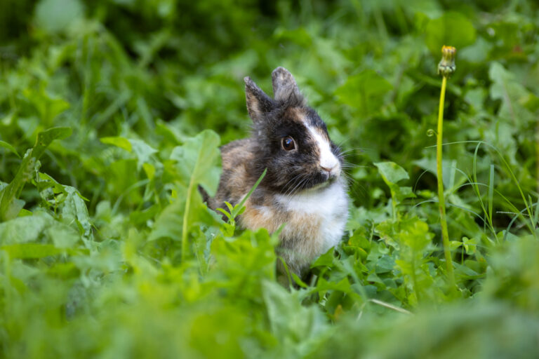 lapin domestique nain au milieu de l'herbe