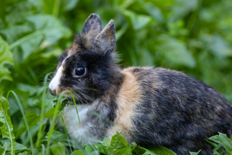 lapin domestique