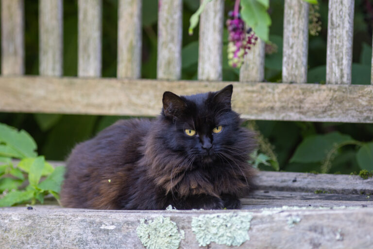 swahili, chatte noire à poils longs