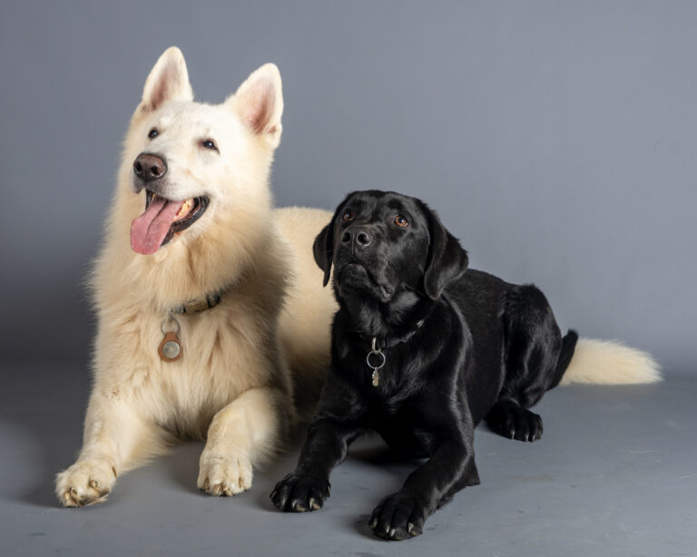 Volt et Ghost : Berger blanc suisse et labrador noir