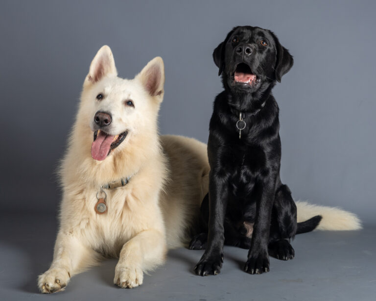 Laure Geoffroy Photographie : Volt et Ghost : Berger blanc suisse et labrador noir