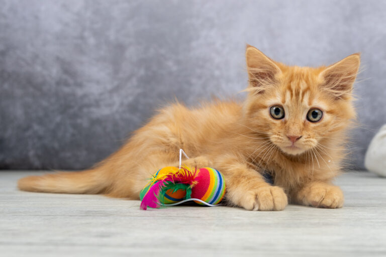 Yuzu et Yellow : petits jumeaux pris en studio photo