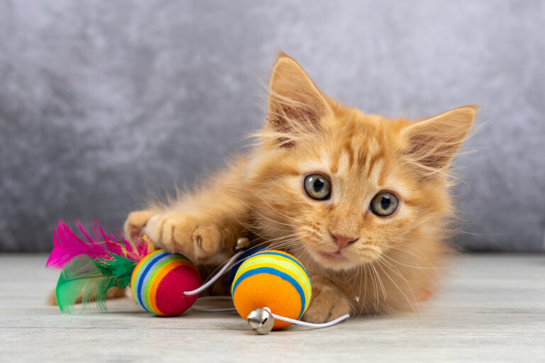 Yuzu et Yellow : petits jumeaux chaton en train de jouer en studio photo