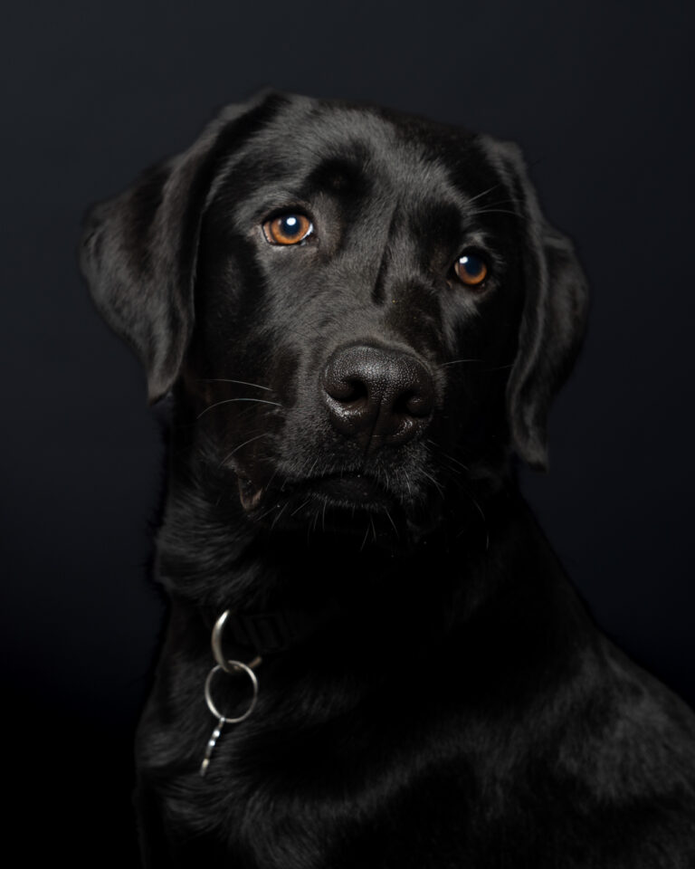 labrador noir pris en lowkey en studio photo